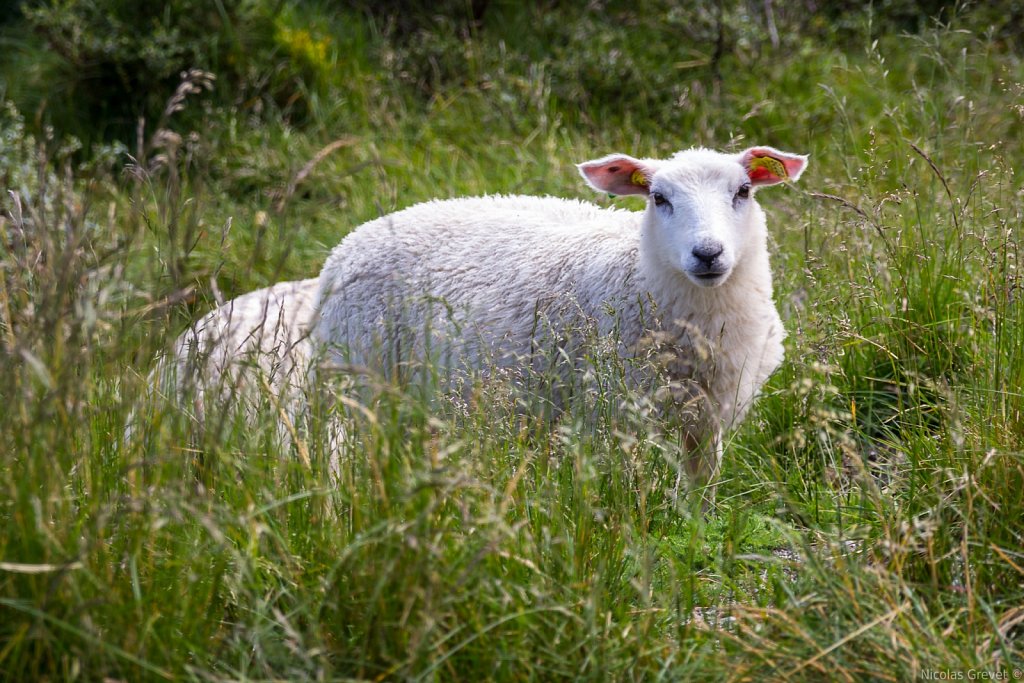 Fluffy high grass sheep