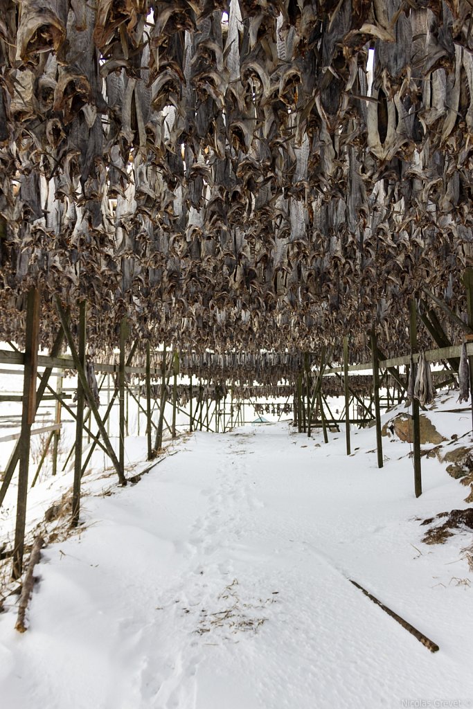 Dried cod in Henningsvær