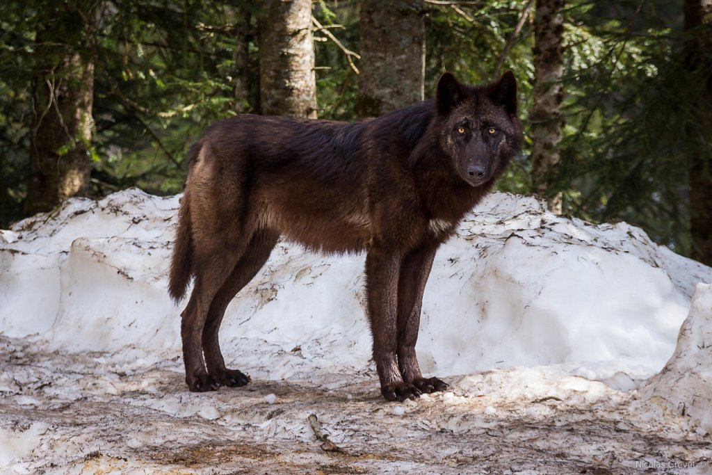 Canadian black wolf