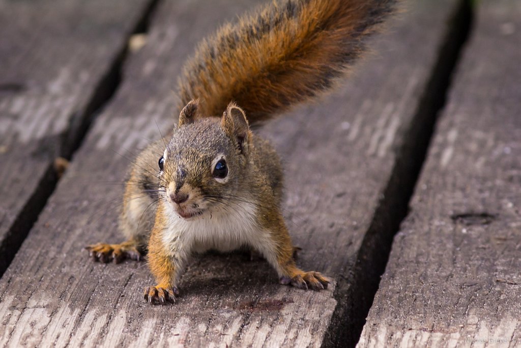 Curious Squirrel