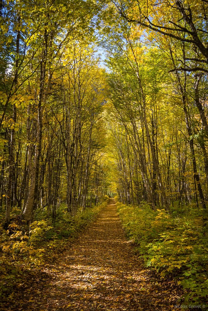 Tunnel of Leaves