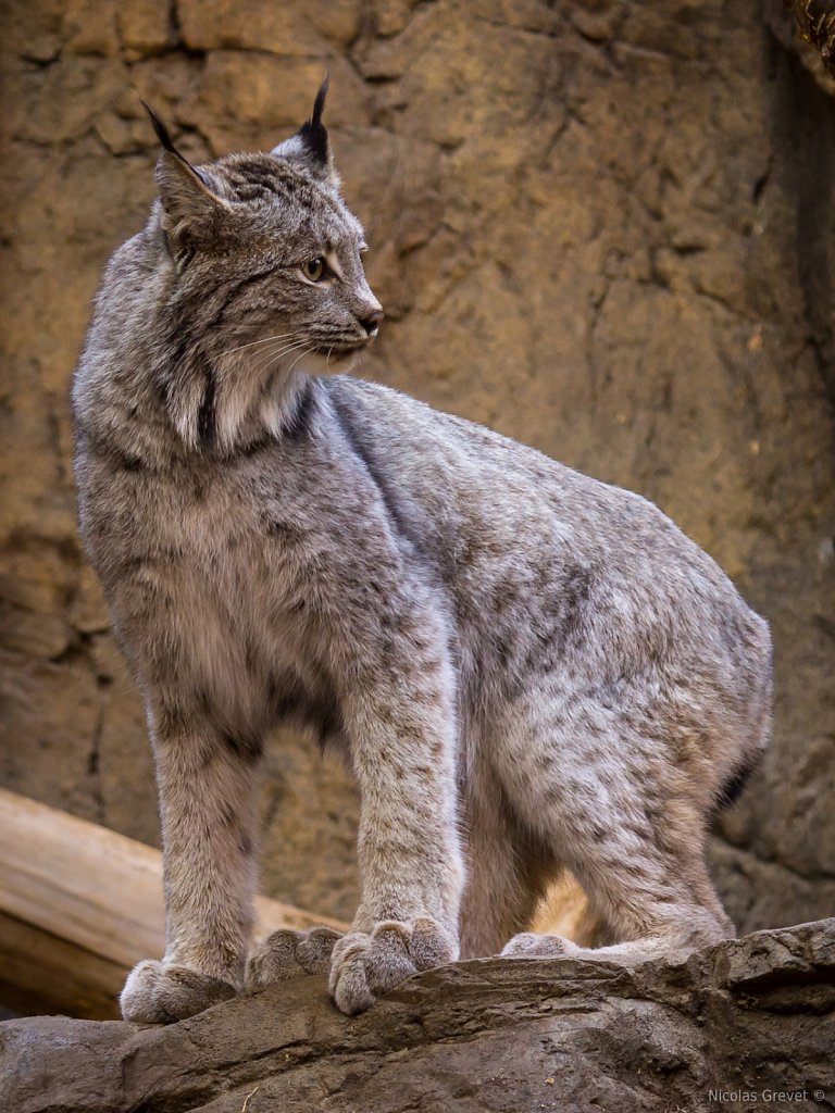 Canada Lynx