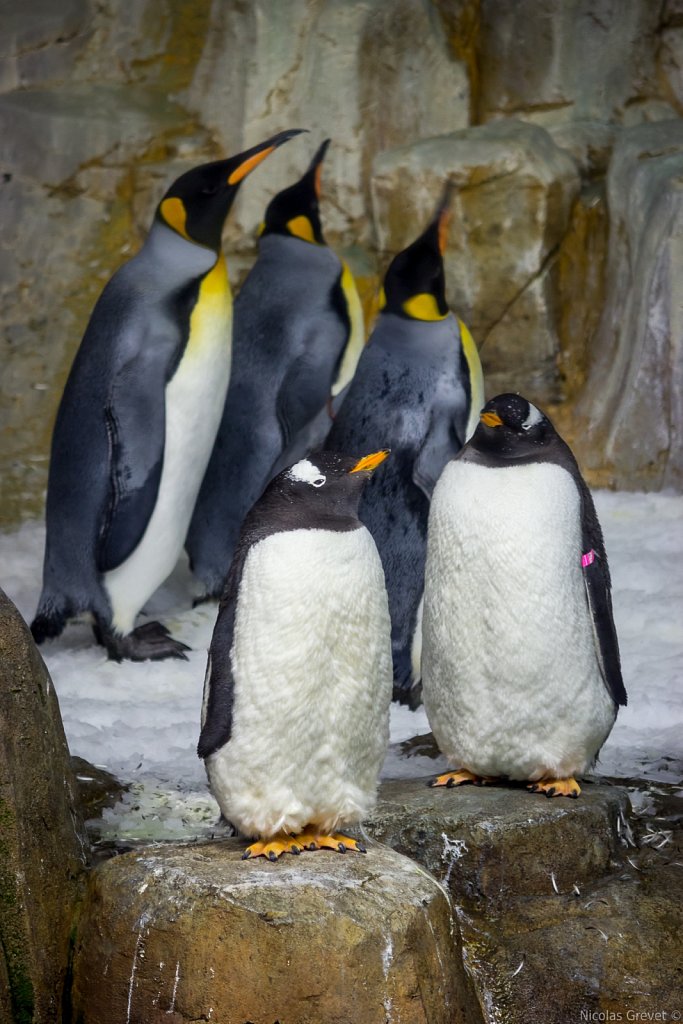 Penguins