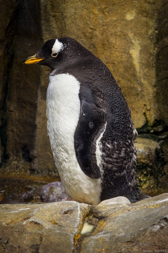 Gentoo penguin