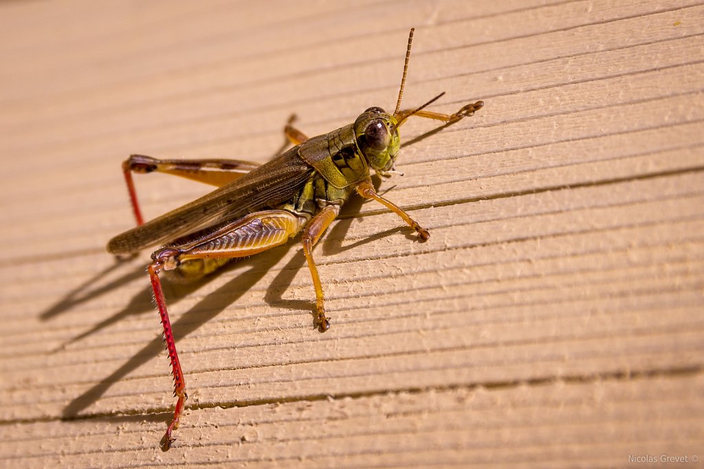 Grasshopper