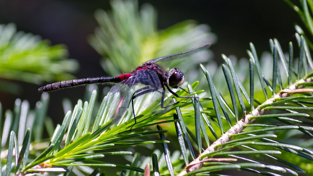 Red Dragonfly