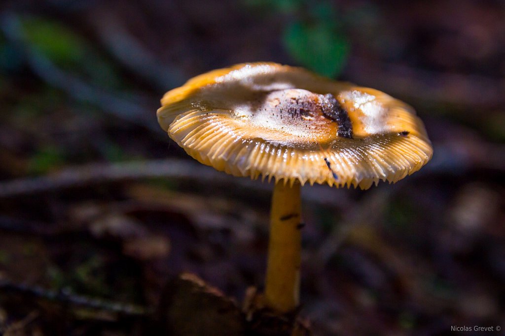 Rhodocybe Nitellina