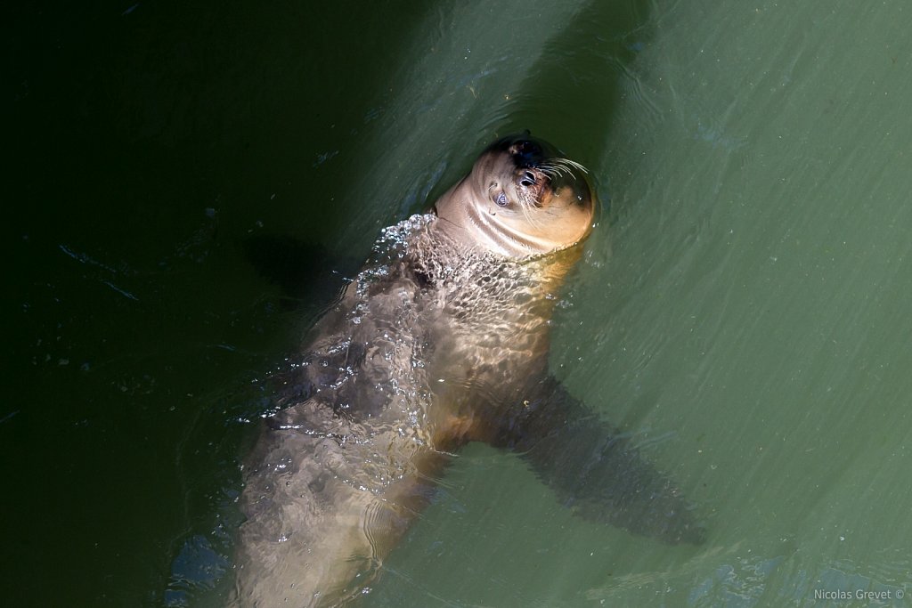 Sea Lion