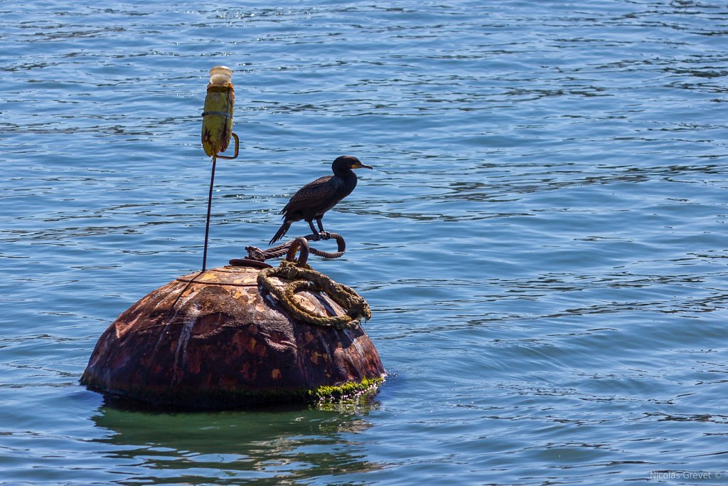 Cormorant