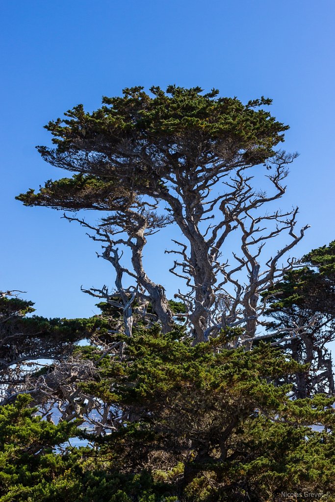 Monterey Cypress