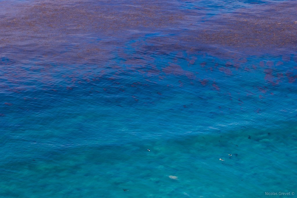 Kelp Forest