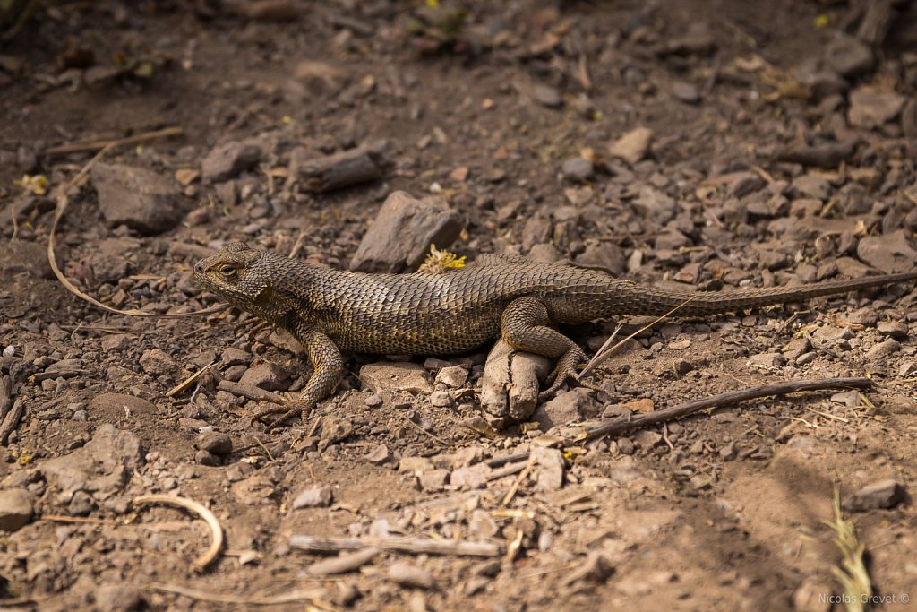 Spiny Lizard