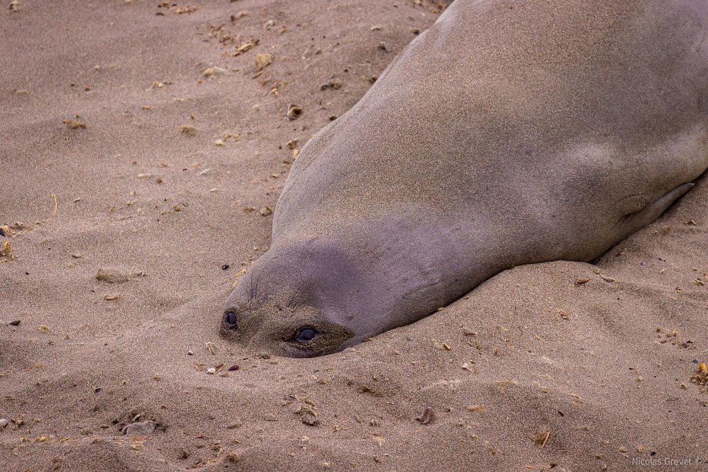 Piedras Blancas Elephants