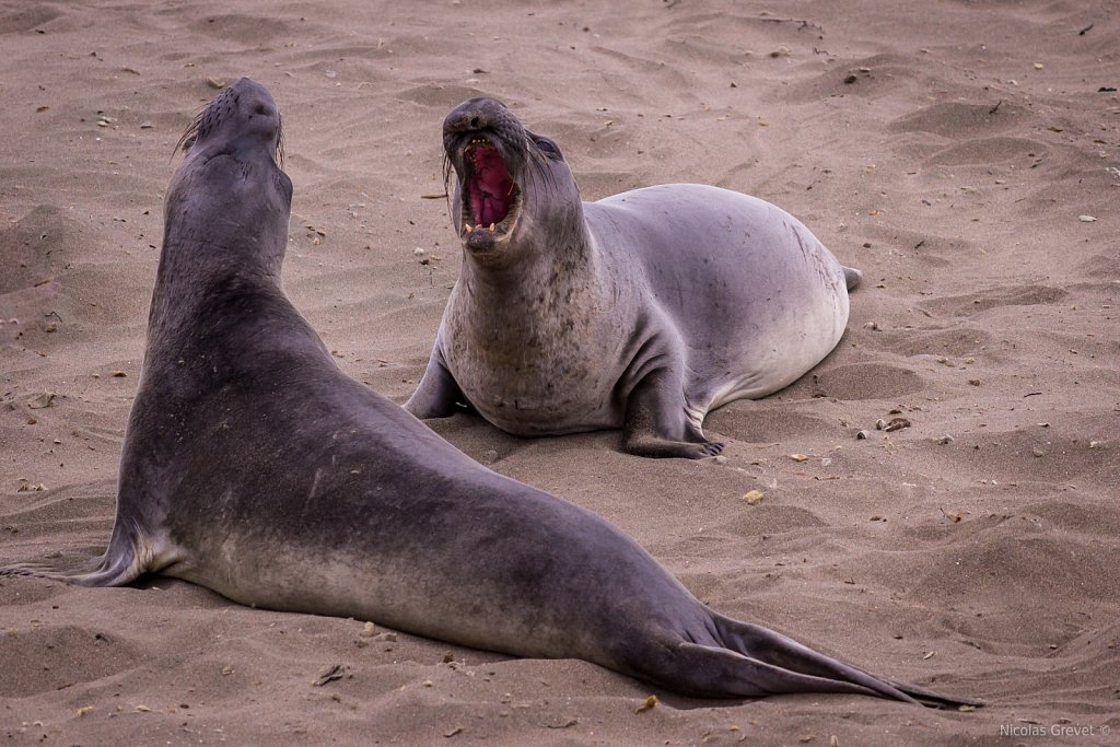 Piedras Blancas Elephants