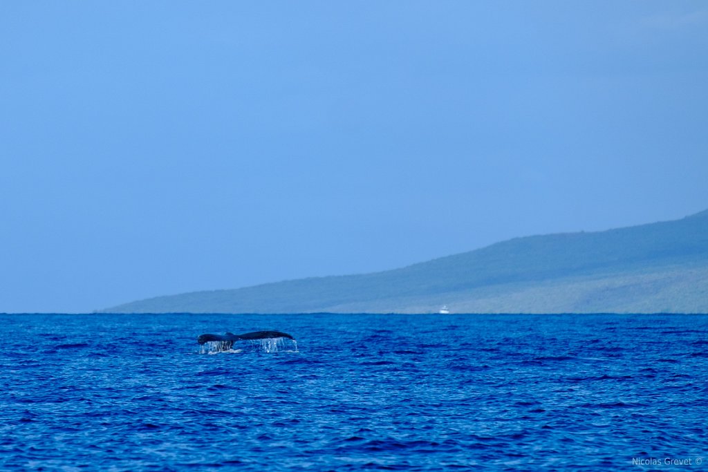 Lānaʻi Whale