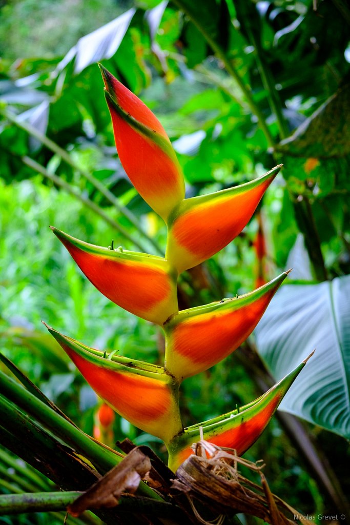 Heliconia