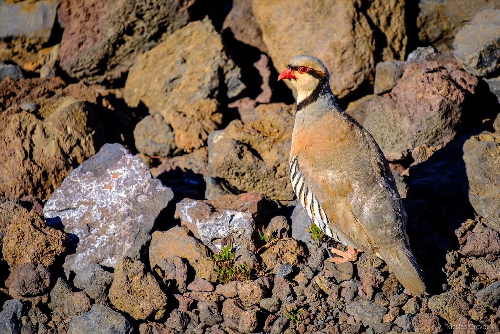 Chukar Partridge