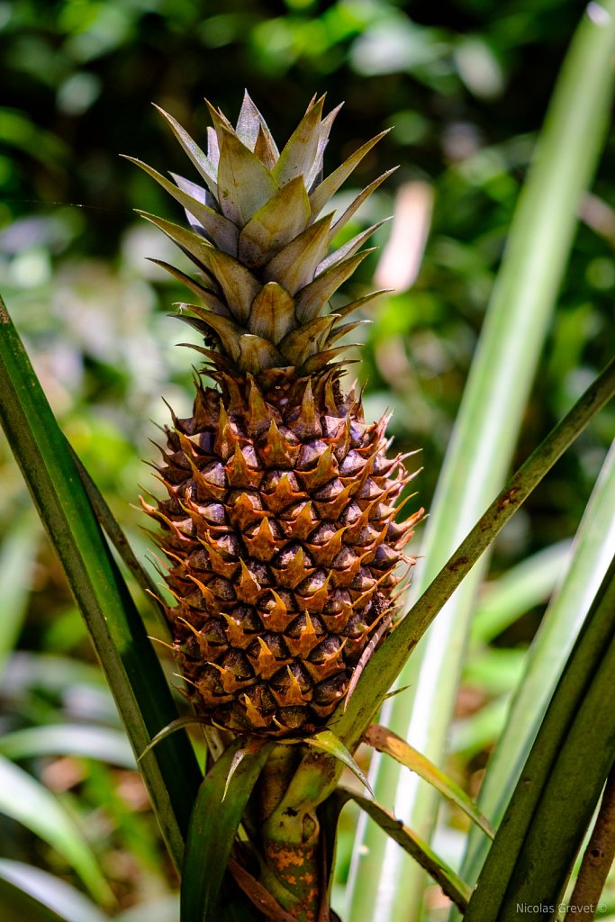 Wild Pineapple