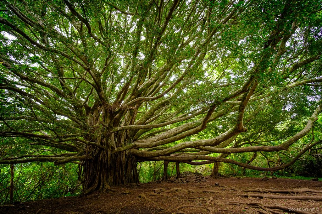 Banyan