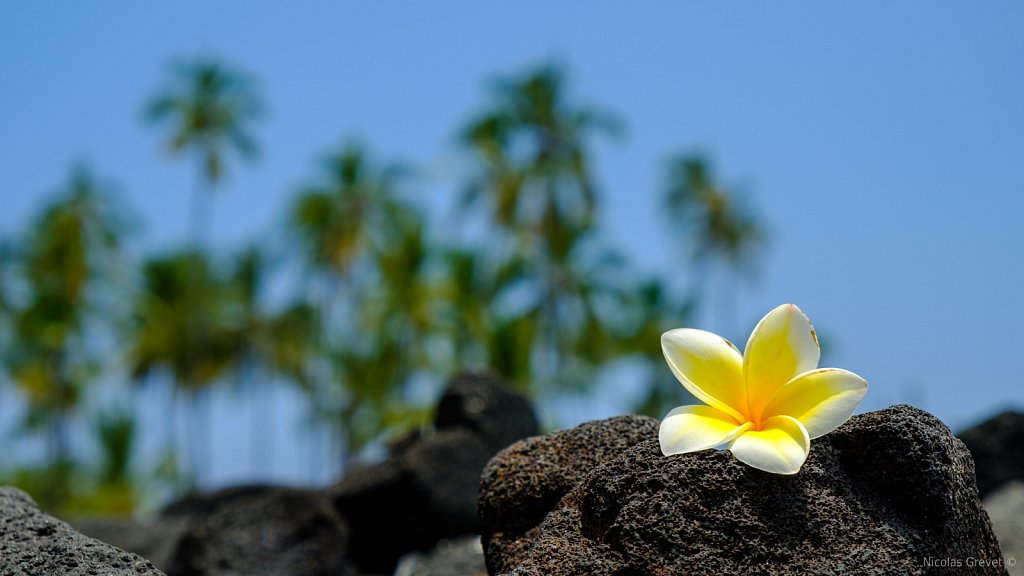 Frangipani