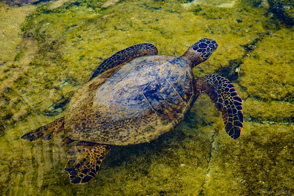 Green Sea Turtle