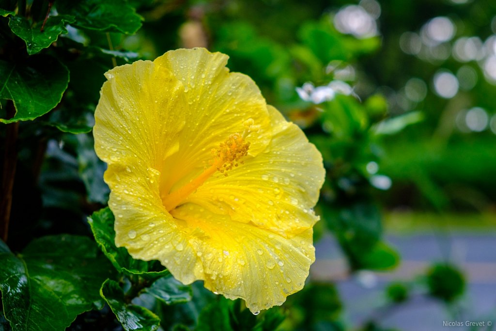 Yellow Hibiscus