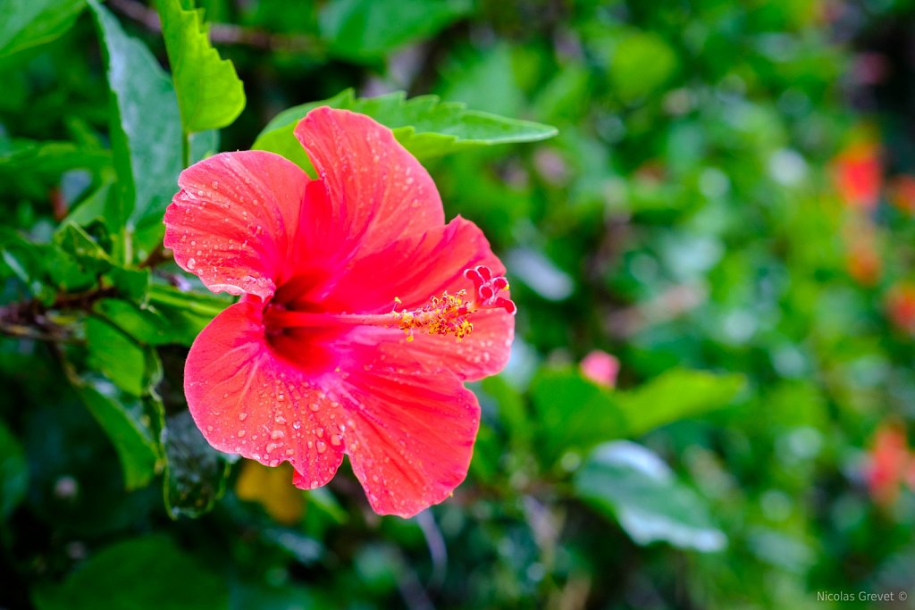 Pink Hibiscus