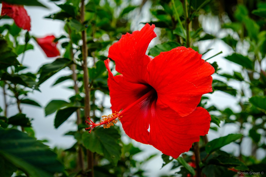 Red Hibiscus