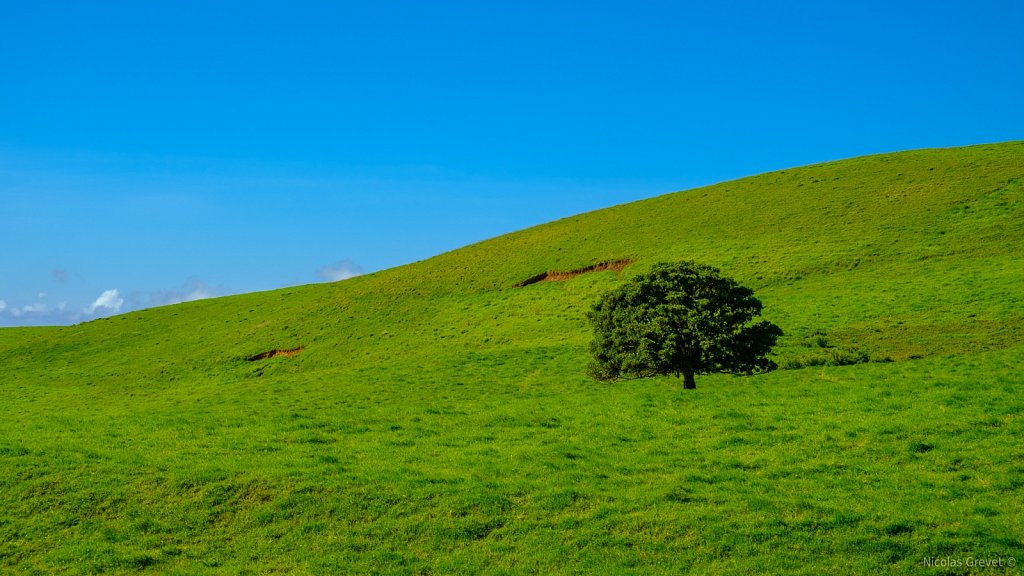 Kohala Prairies