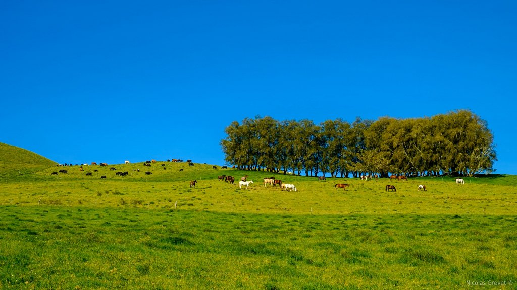 Kohala Ranch