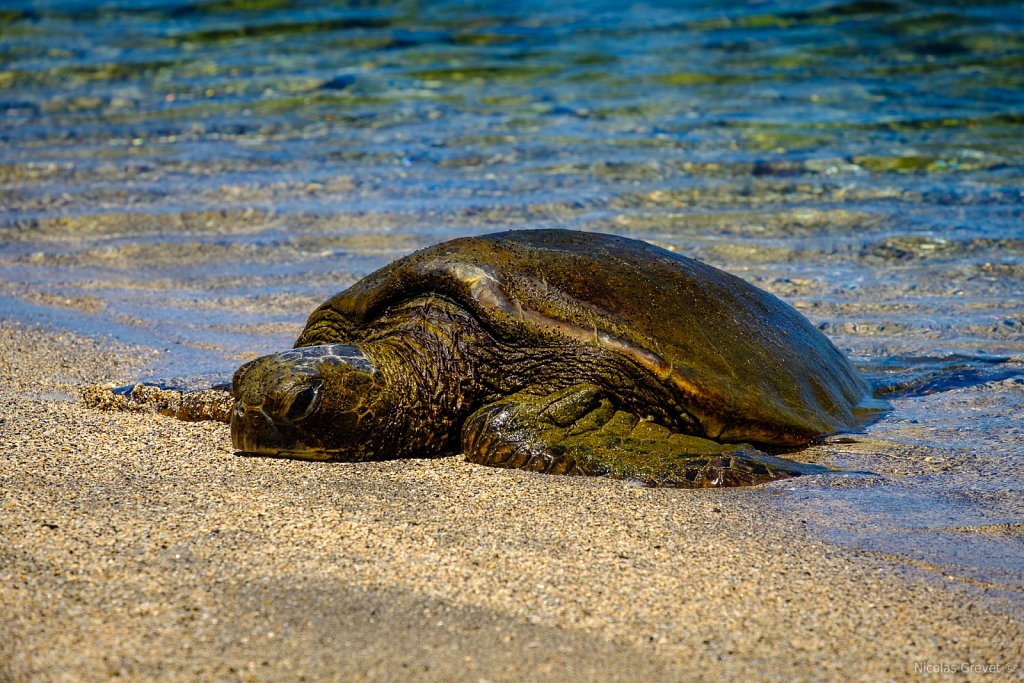 Green Turtle