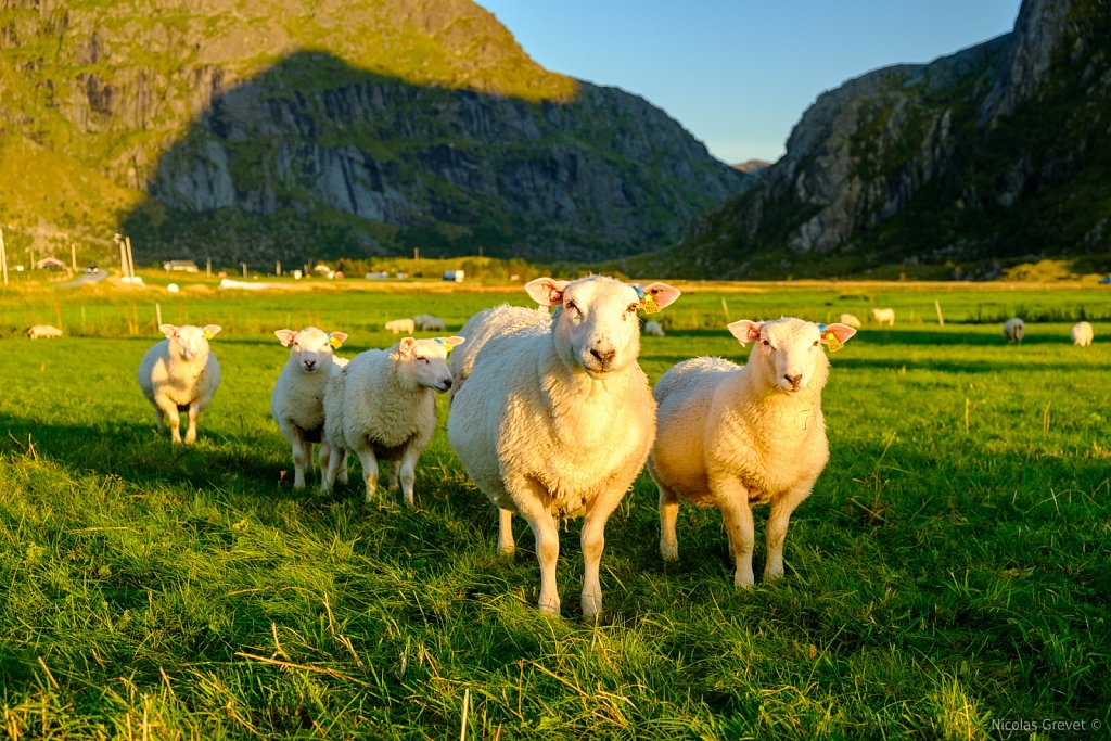 Flakstad Sheeps